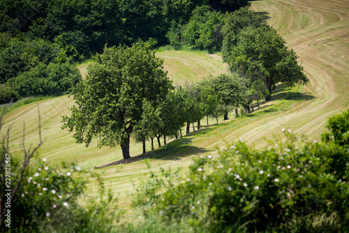 фотографія tree line in countryside