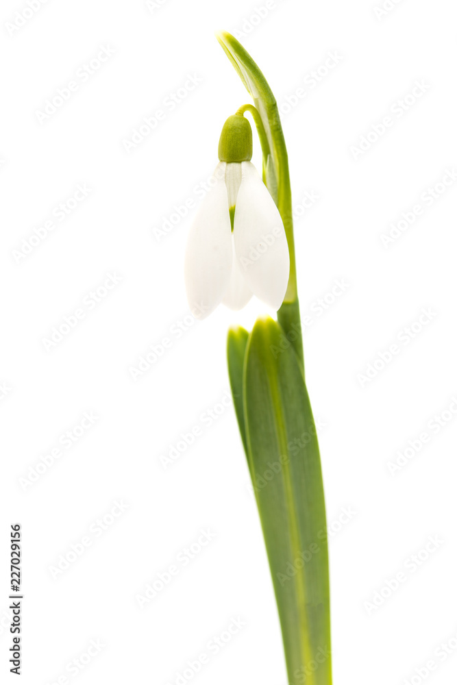 snowdrop flower isolated snowdrop flower isolated