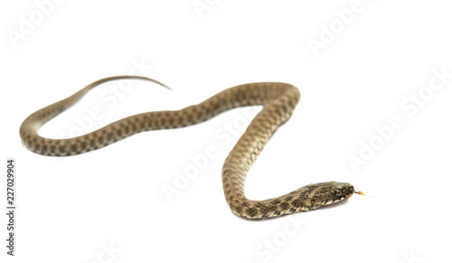 snake isolated