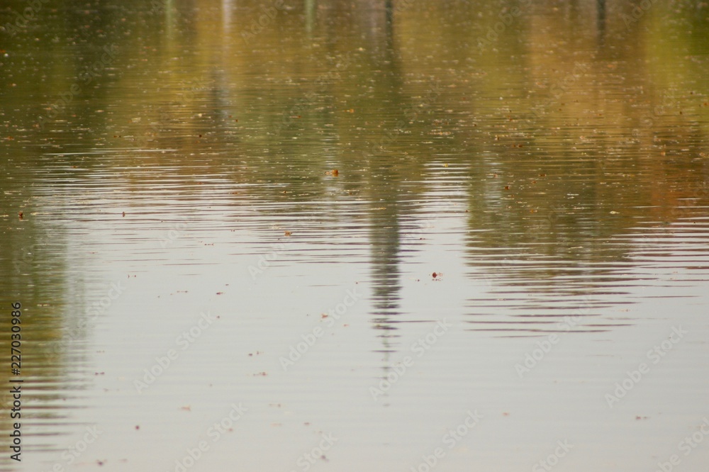 reflection in water