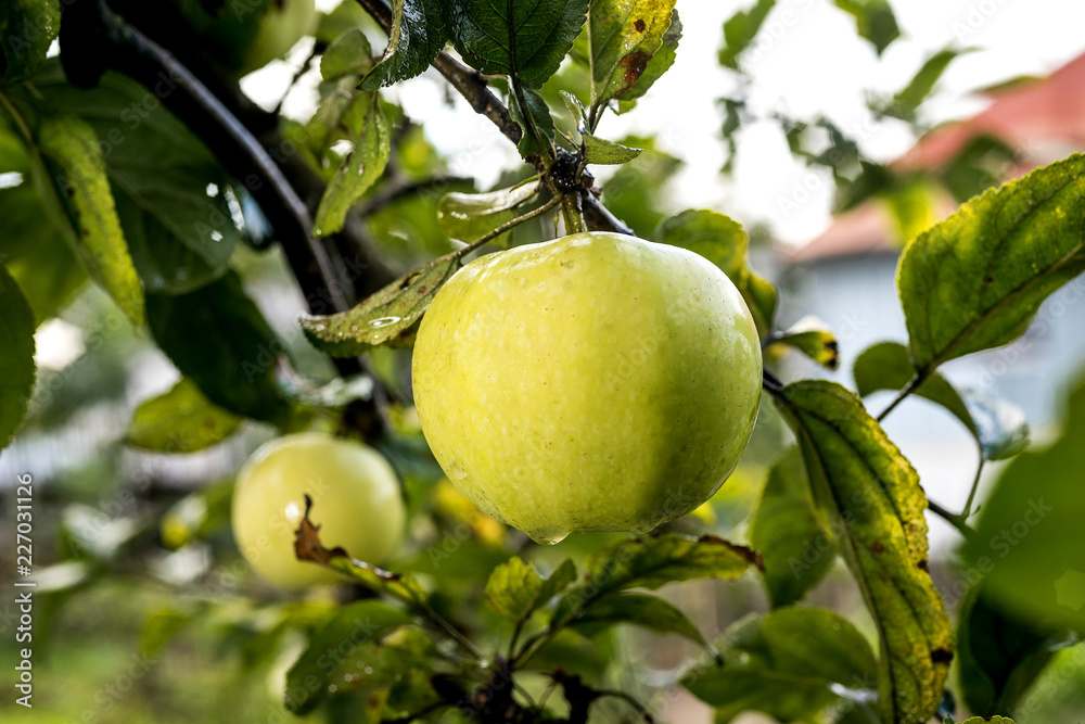 Fresh organic orchard full of riped green apples before harvest