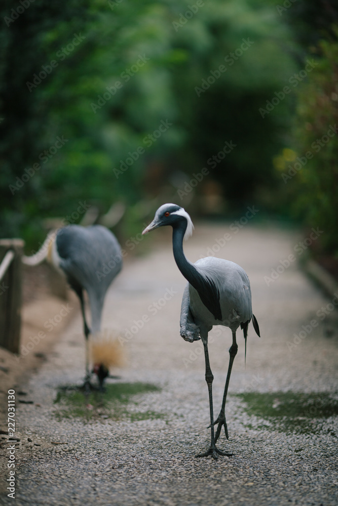 Naklejka premium Black crowned crane