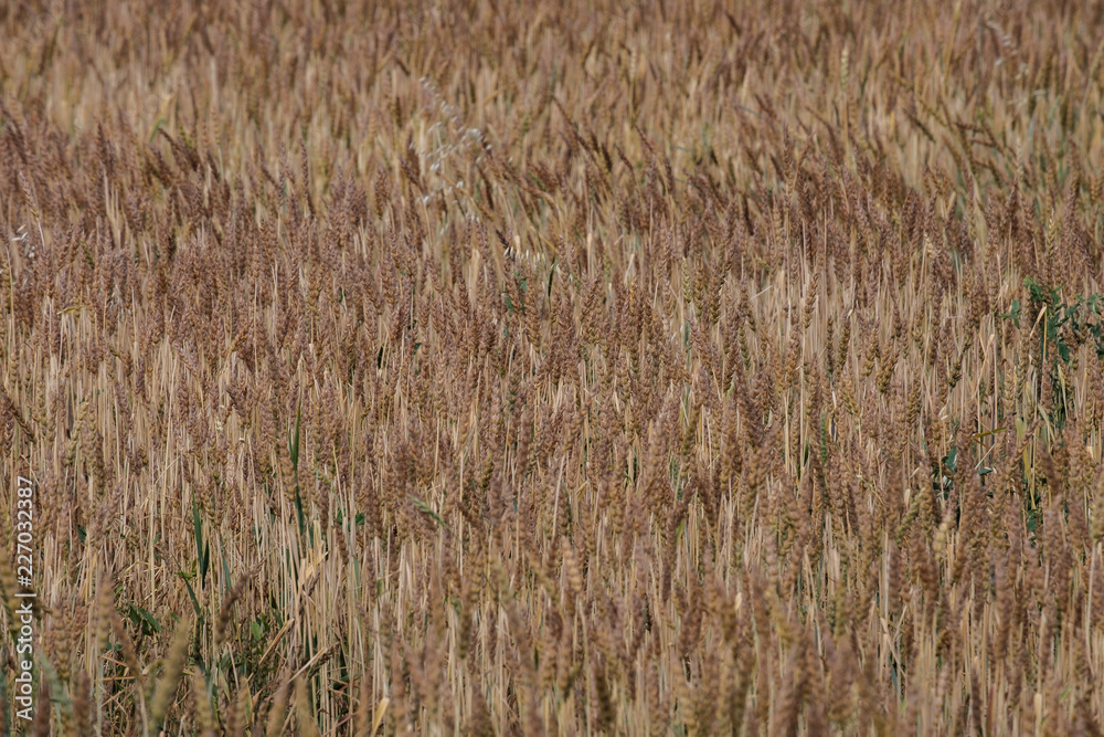 Fototapeta premium wheat field as if waves goes, summer day ripens grain