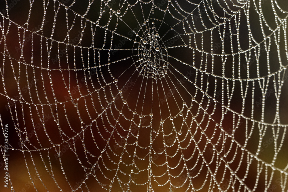 Early morning,  October. Spider web with many small  drops of water