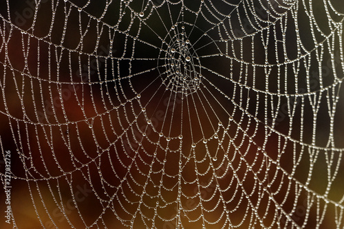 Early morning, October. Spider web with many small drops of water