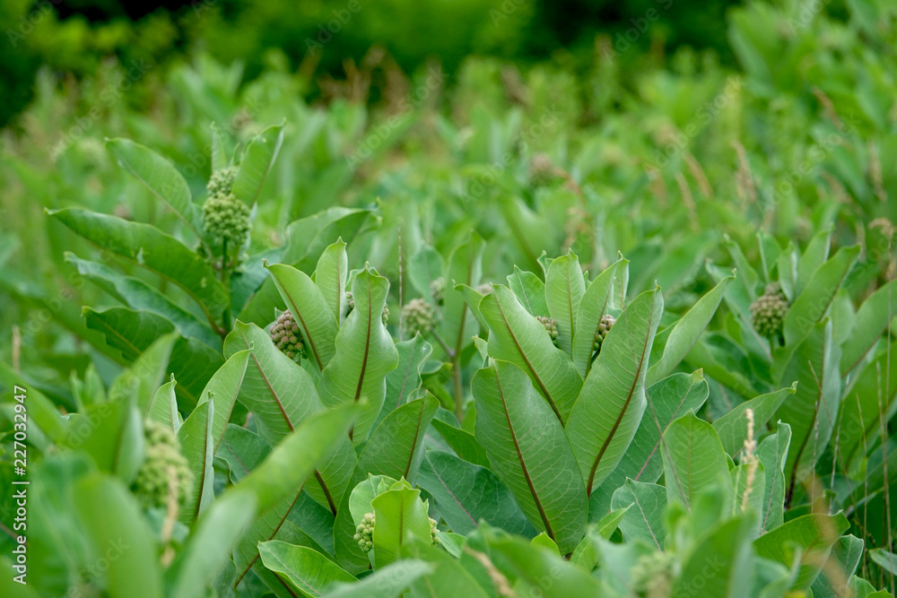 Obraz premium Milkweed Plants in Summer