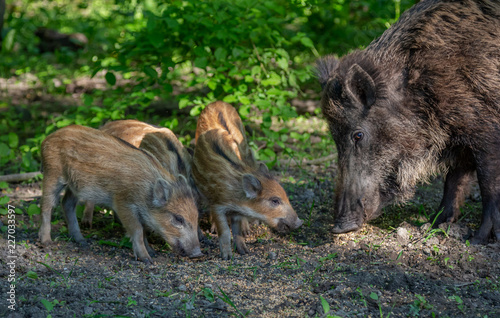 Wild Boar in forest Netherlands