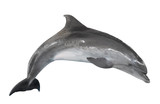 grey bottlenose dolphin isolated on white