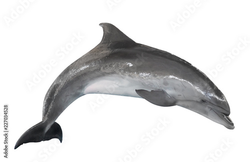 grey bottlenose dolphin isolated on white © Alexander Potapov