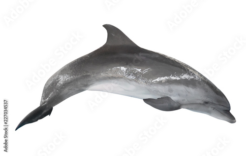 grey bottlenose dolphin on white Tapéta, Fotótapéta
