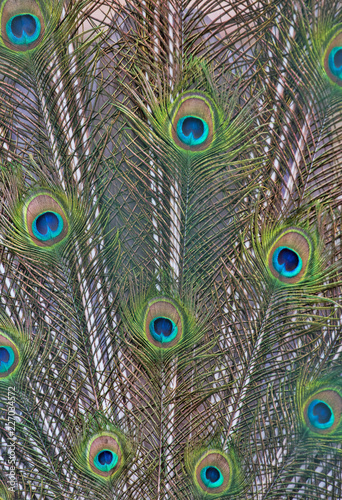peacock green feathers background