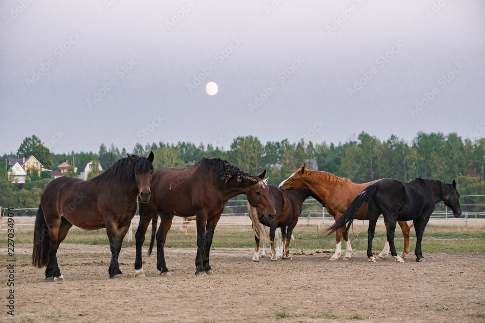 horses in the field