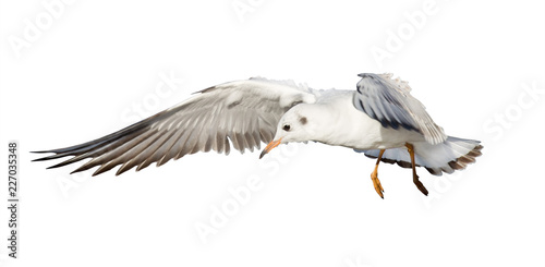 young flying gull on white
