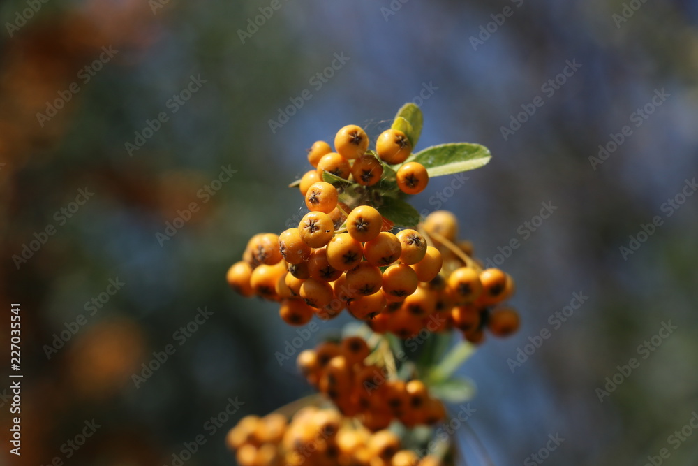 Decorative bush with orange berries pyracantha in the park Decorative bush with orange berries pyracantha in the park