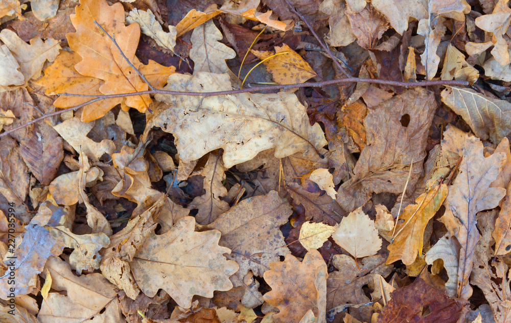 Autumn leaves background. Fallen leaves on the ground.
