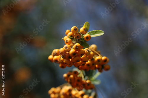 Decorative bush with orange berries pyracantha in the park