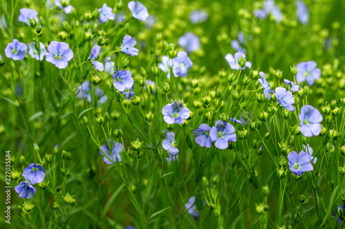 Bright delicate blue flower of ornamental flower of flax and its shoot against complex background. Flowers of decorative flax. Agricultural field of flax technical culture in stage of active flowering