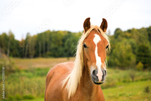 Fototapeta Naklejka Na Ścianę i Meble -  Portrait of the red foal on the meadow