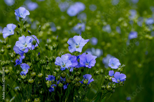 Fototapeta Naklejka Na Ścianę i Meble -  Bright delicate blue flower of ornamental flower of flax and its shoot against complex background. Flowers of decorative flax. Agricultural field of flax technical culture in stage of active flowering