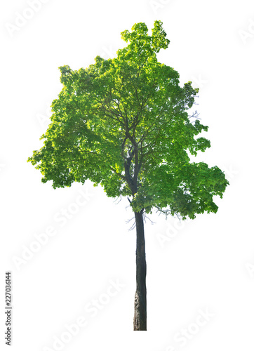 dark green maple one tree