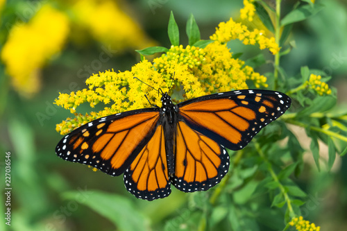 Monarch Butterfly on Goldenrod Flowers