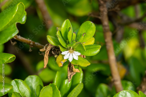 Naupaka Flower in Bloom