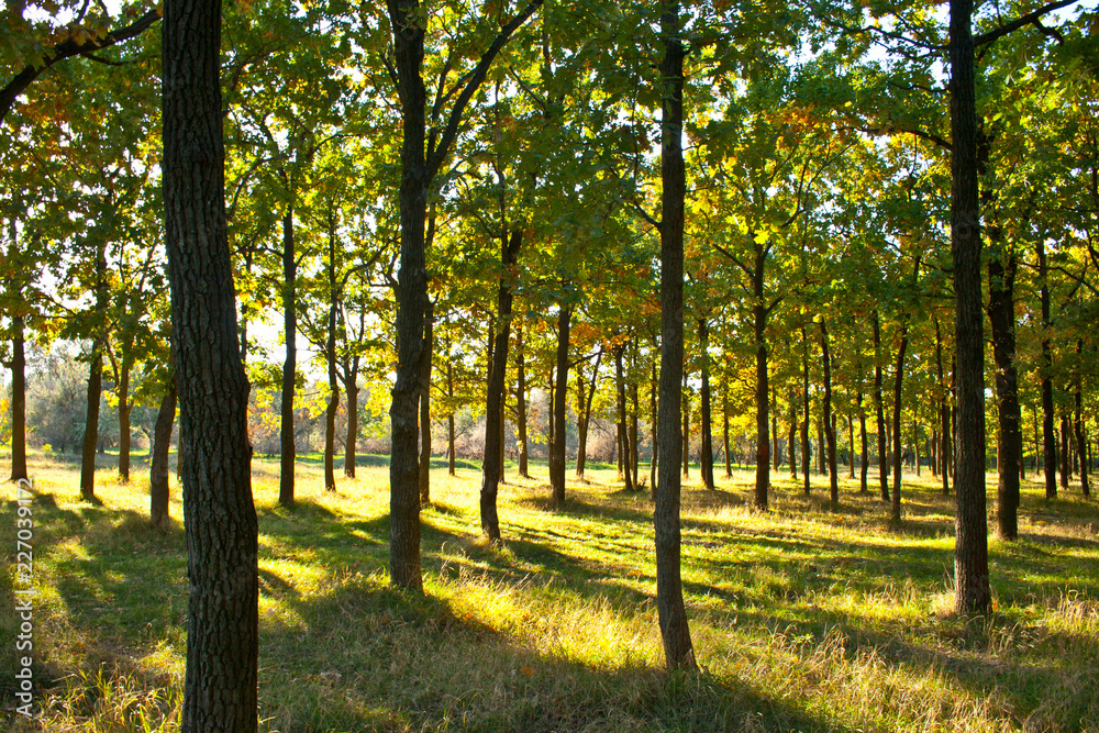 Naklejka premium evening in the autumn forest