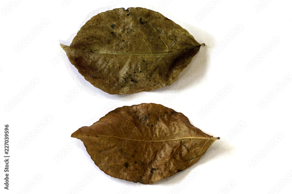 dry leaf dry leaf