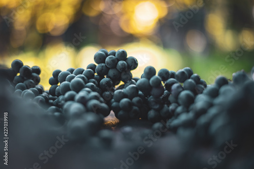 Obraz na plátne Blue vine grapes
