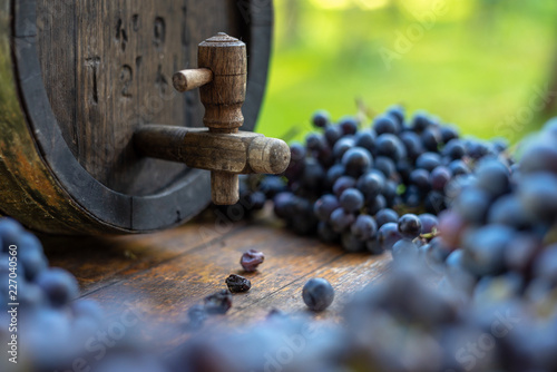 Leinwand Poster Wine barrel with blue Cabernet Franc grapes in harvest season, Hungary
