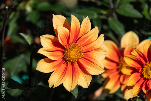 Orange Dahlia Flower in Bloom