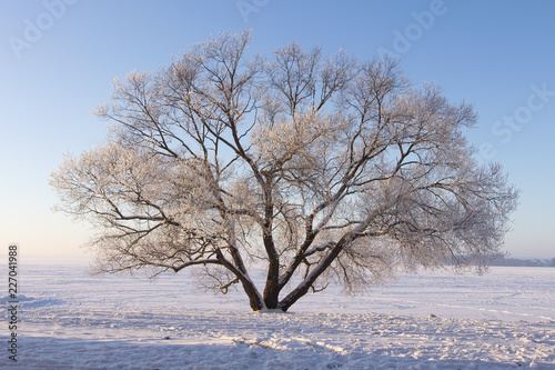 Lonely frosty tree on snowy meadow. Winter scene of nature. Soft sunlight illuminate tree on snow. Christmas background. Natural winter park.