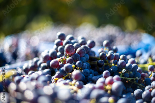 Blue vine grapes. Grapes for making wine. Detailed view of Cabernet Franc blue grape vines in the hungarian vineyard in autumn.