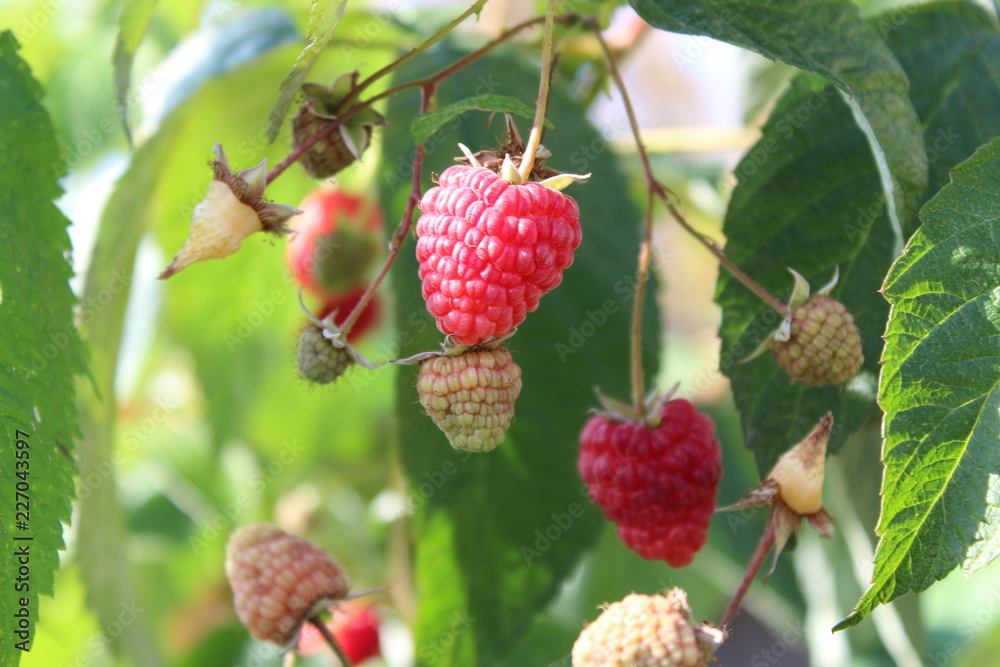ripe raspberry on a branch ripe raspberry on a branch