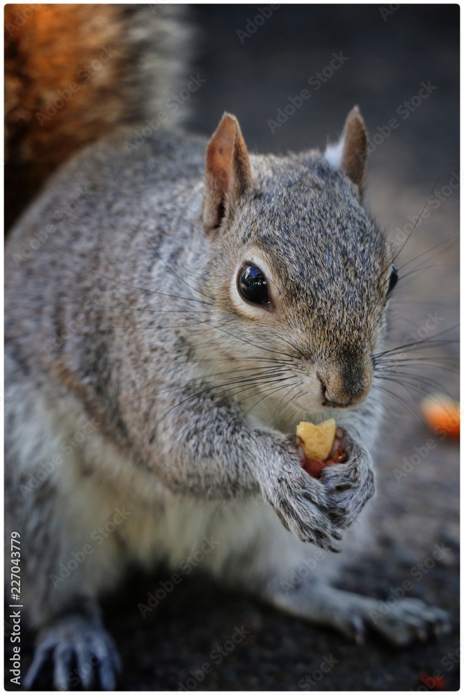 Obraz premium Friendly Animal