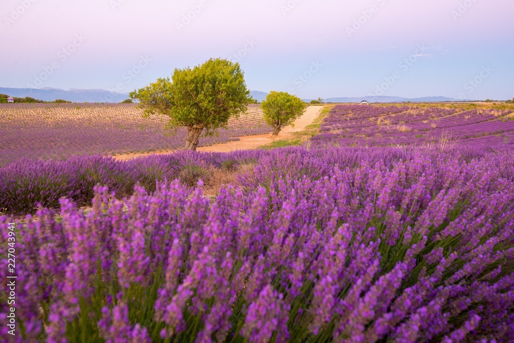 Fototapeta premium A dirt road through lavender fields in Provence France