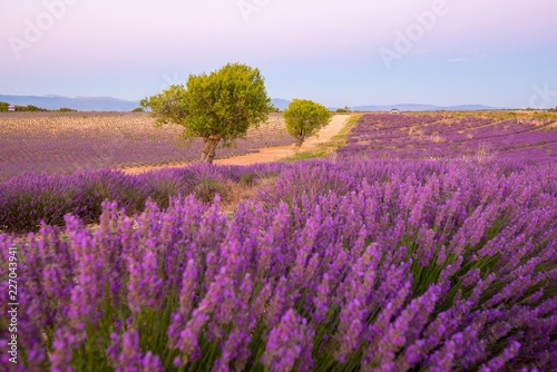 A dirt road through lavender fields in Provence France