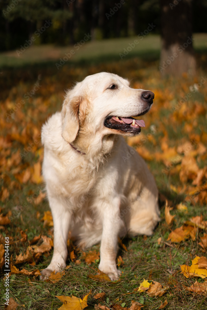 portrait of a beautiful golden retriever in fallen autumn foliage portrait of a beautiful golden retriever in fallen autumn foliage