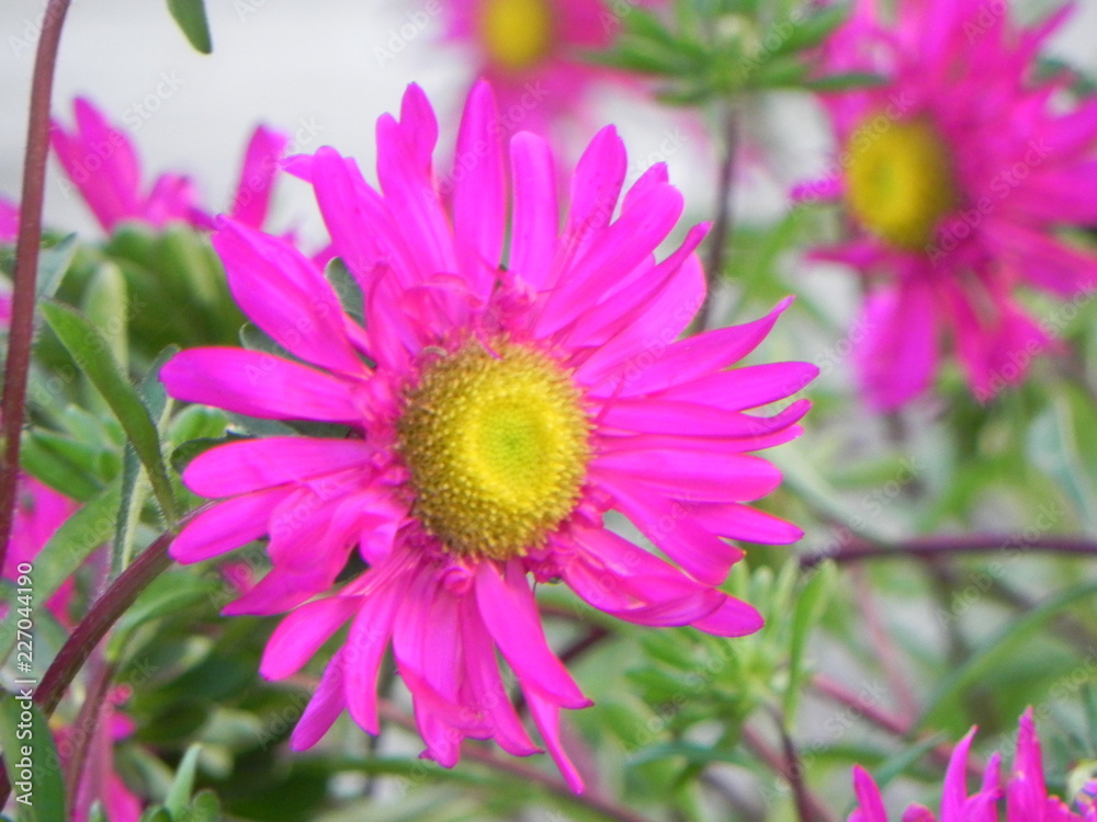 flower in the garden flower in the garden