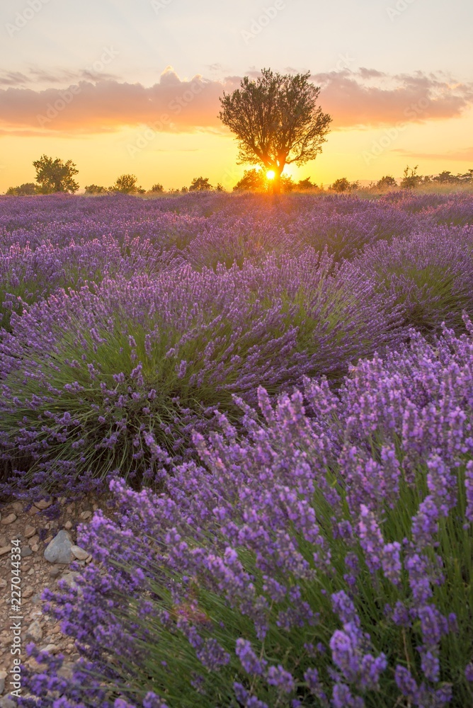 Fototapeta premium Lavender fields and a lone tree at sunset in Provence, France