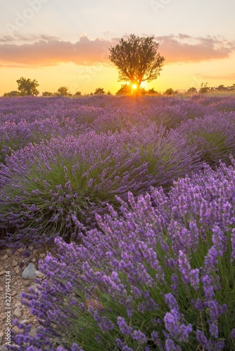 Lavender fields and a lone tree at sunset in Provence  France