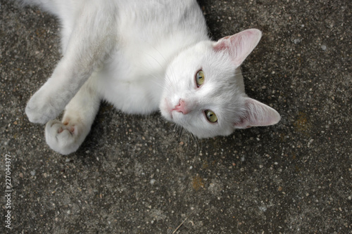 Cute white cat