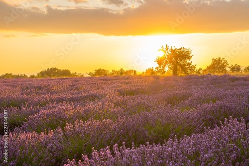 Lavender fields and a lone tree at sunset in Provence, France