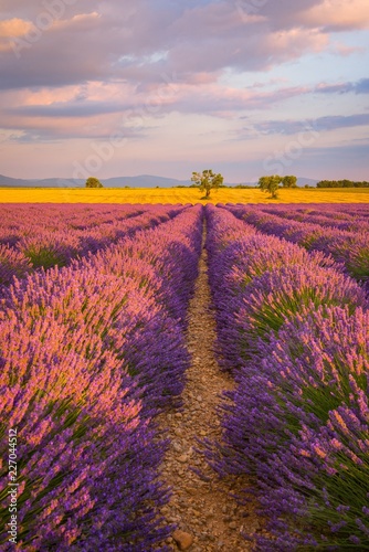 Lavender fields in France at sunset