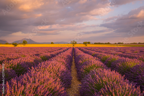 Lavender fields in France at sunset