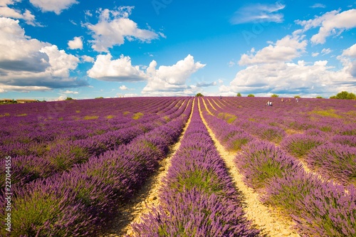 Lavender fields on a bright sunny day in Provence  France