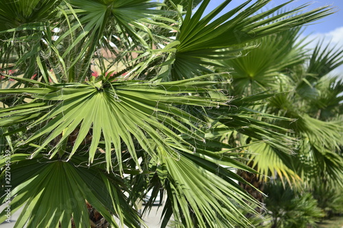 branch of palm tree