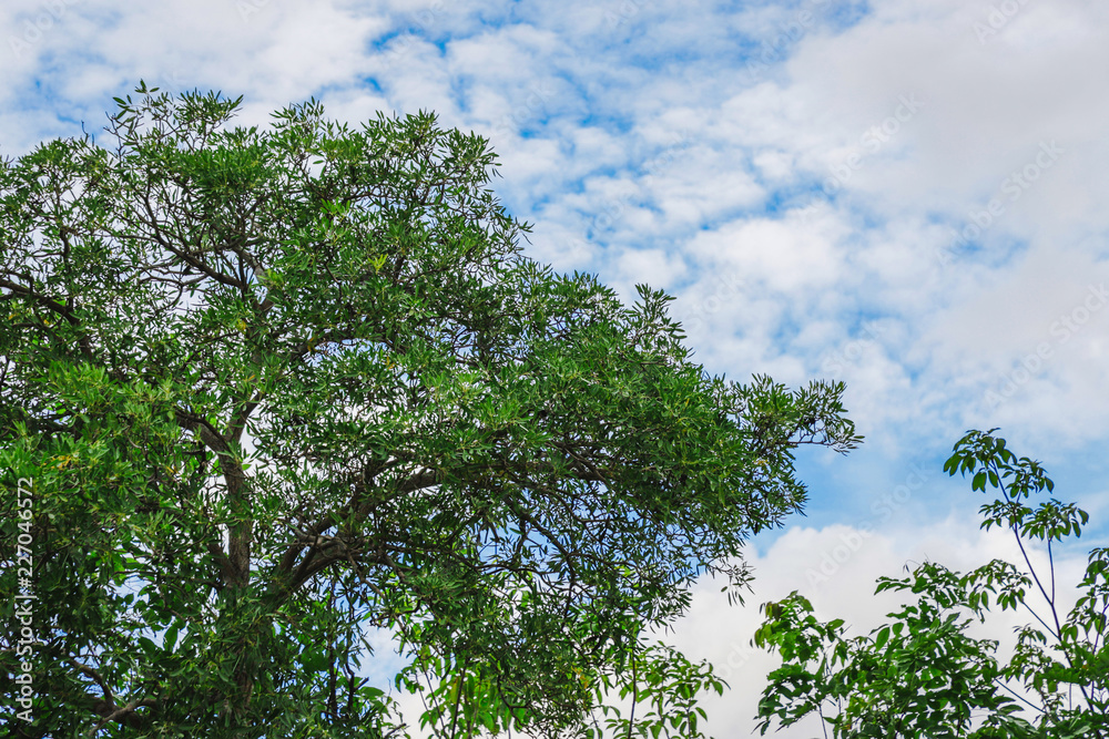 Fototapeta premium Tree and blue skies
