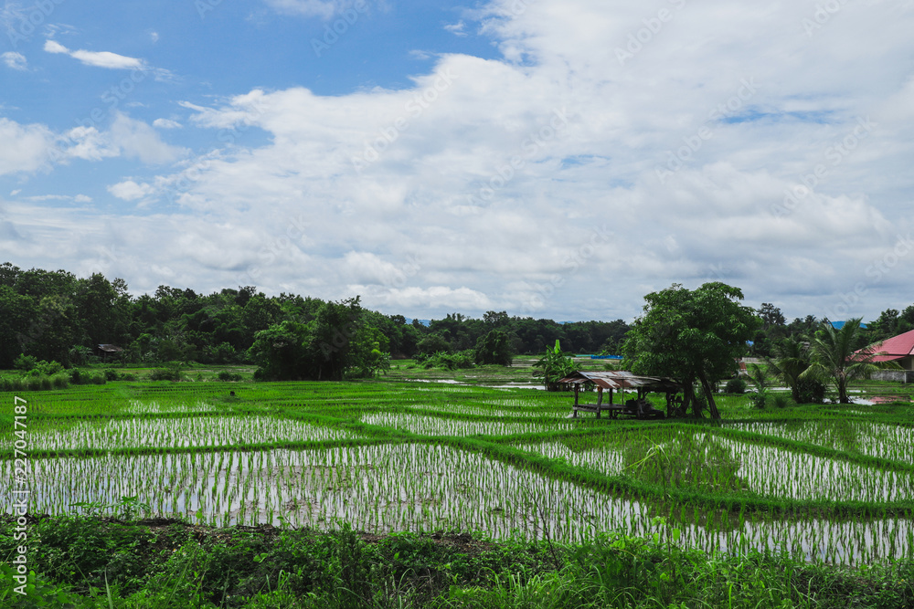 Rice Field with blue sky