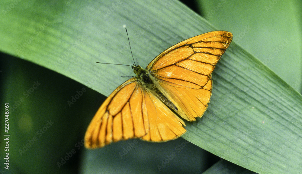 an orange butterfly resting on a green leaf an orange butterfly resting on a green leaf